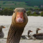 An officer nearly had a run in with some angry geese. Stock image