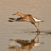 The ruff landing photographed by Tony Dunstan