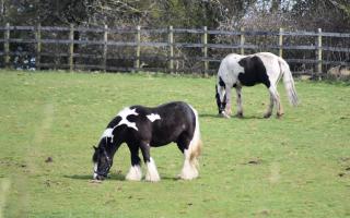 Horses are being saved after stables get caught in Dartford A2 fire
