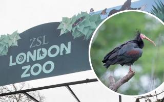 London Zoo reveals they had five animal escape attempts in the last four years