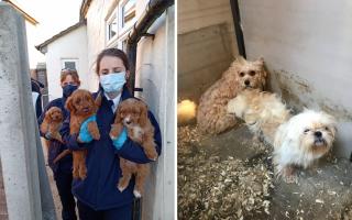 Four people were jailed for their roles in the puppy farming organisation