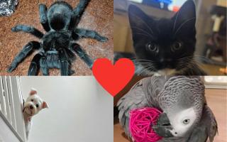 The cute and hilarious pets of south east London to celebrate this National Pet Day