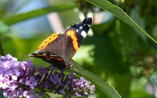 Red admiral butterfly. Photo by Jim Butler