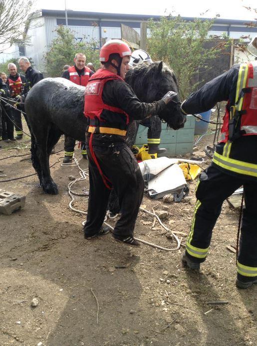 Hooray! Firefighters have got Cody safely out of the ditch. Pictures: London Fire Brigade