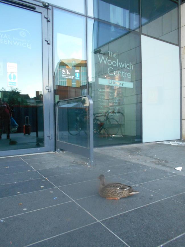 Even the ducks want to visit Woolwich Library