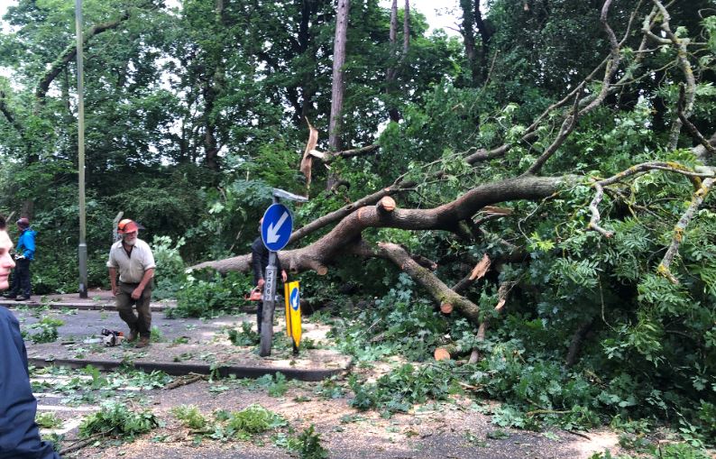 Busy Bromley road back open after fallen tree causes traffic chaos